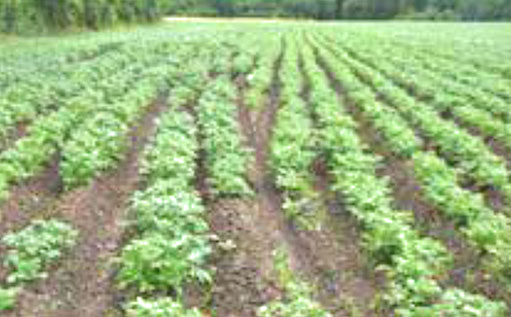 Image champs planete légumes 2013 consommation