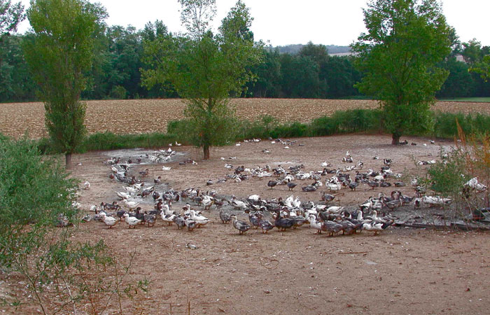 Image Canards Nature