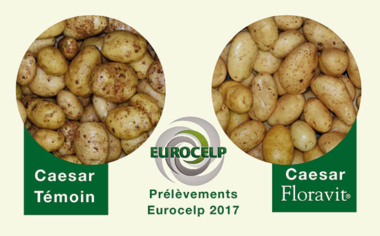 Image Eurocelp Pomme de terre Décembre 2017