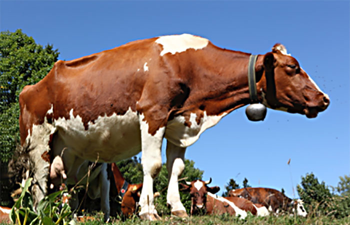 Image vache 005