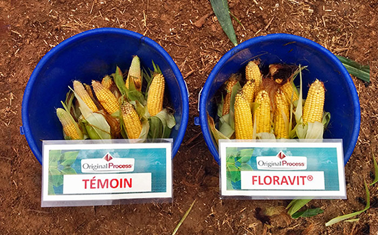 Maïs ensilage comparaison témoin et Floravit®