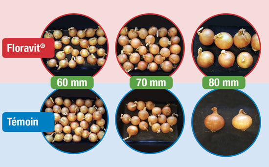 Visuel Expérimentation Oignons