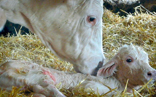 Vache et veau Microbiote Fortiflor 10/19