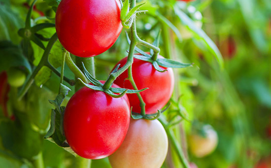 Preconisation tomates
