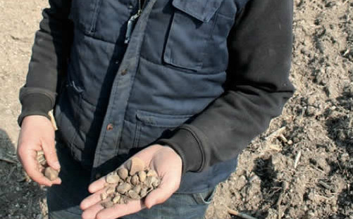 Les sols caillouteux d'alsace demandent une fertilisation azotée adaptée